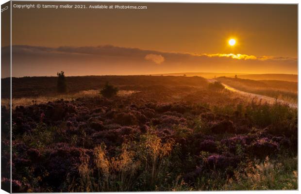 Majestic Sunrise over Staffordshire Moors Canvas Print by tammy mellor