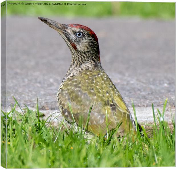 Majestic Green Woodpecker Canvas Print by tammy mellor