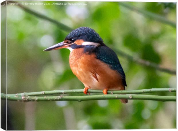 Majestic Female Kingfisher Canvas Print by tammy mellor