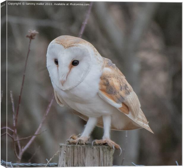 Majestic Barn Owl Perched on a Post Canvas Print by tammy mellor