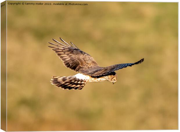 Majestic Hen Harrier Soars Over Wild Moors Canvas Print by tammy mellor