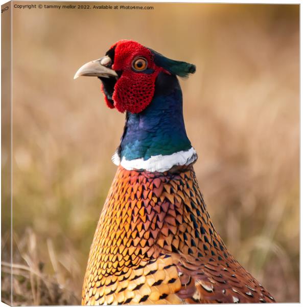 Majestic Moorland Pheasant Canvas Print by tammy mellor