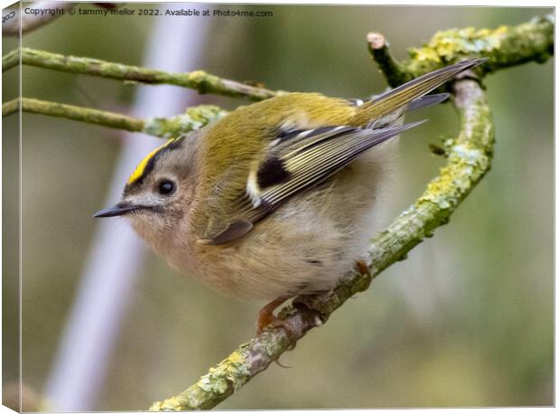 Majestic Goldcrest Sitting on a Staffordshire Tree Canvas Print by tammy mellor