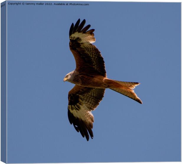 Majestic Red Kite Soaring High Canvas Print by tammy mellor