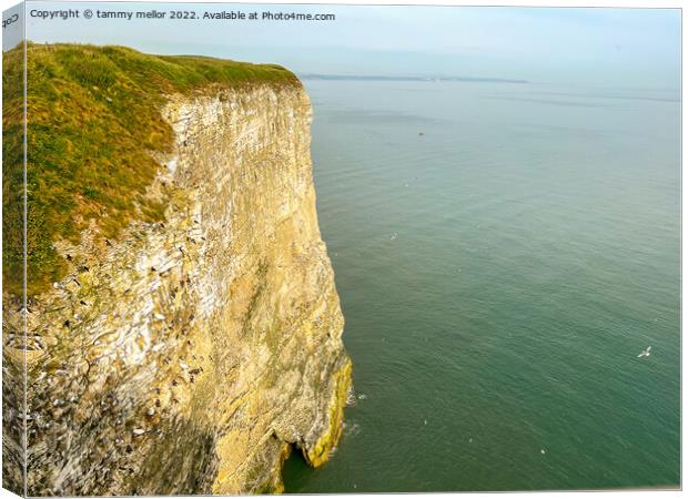 Majestic Bempton Cliffs Canvas Print by tammy mellor