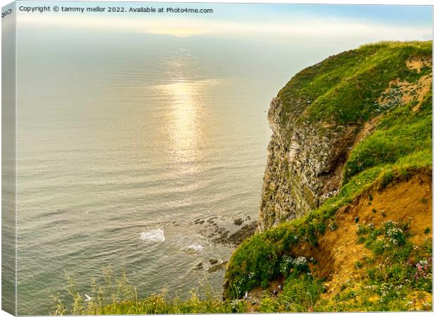 Majestic Beauty of Bempton Cliffs Canvas Print by tammy mellor