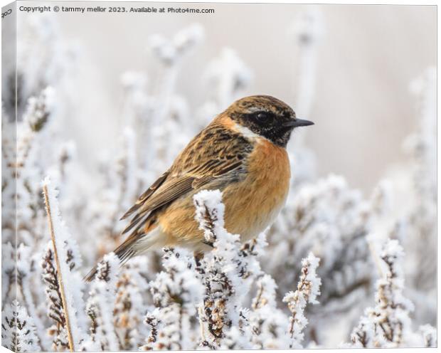 Frosty Morning Stonechat Canvas Print by tammy mellor