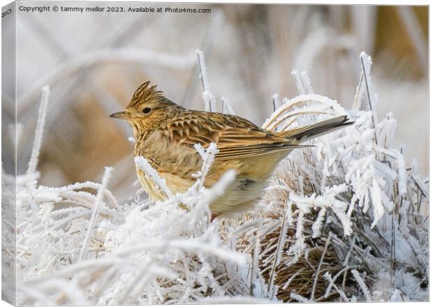 Melodic Skylark in Winter Heather Canvas Print by tammy mellor