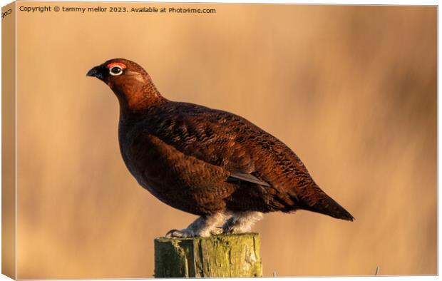 red grouse  Canvas Print by tammy mellor