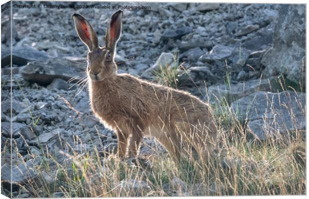 hare in the morning sun Canvas Print by tammy mellor