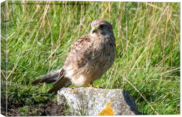 kestrel resting in the sun Canvas Print by tammy mellor