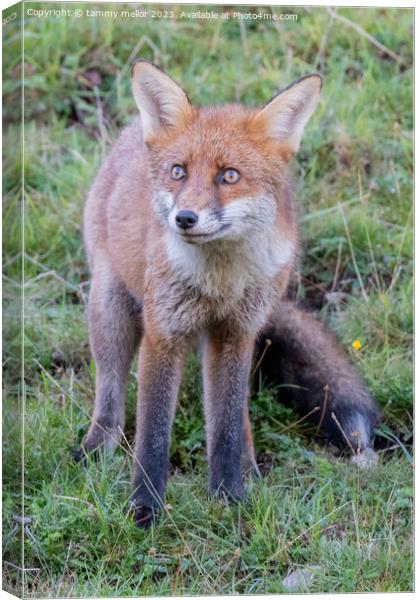 fox looking at something Canvas Print by tammy mellor