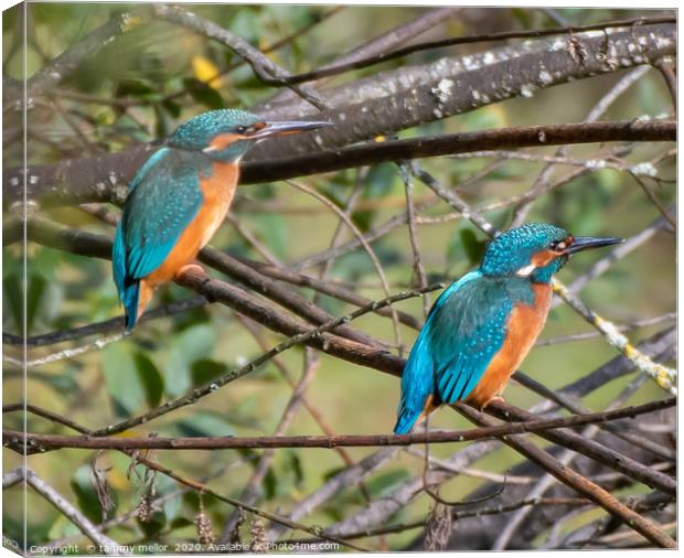 Majestic Pair of Kingfishers Canvas Print by tammy mellor