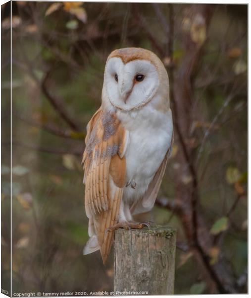 Majestic Barn Owl Stuns Photographer Canvas Print by tammy mellor