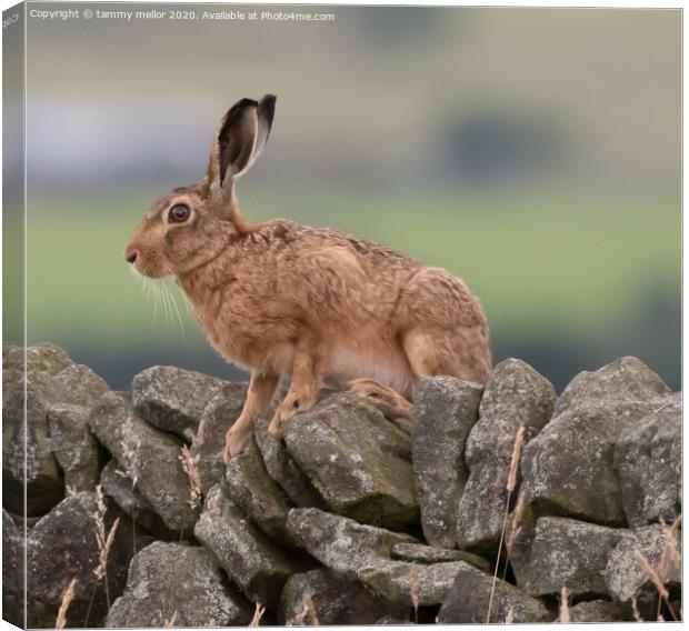 Majestic Hare Surveying the Moorland Canvas Print by tammy mellor