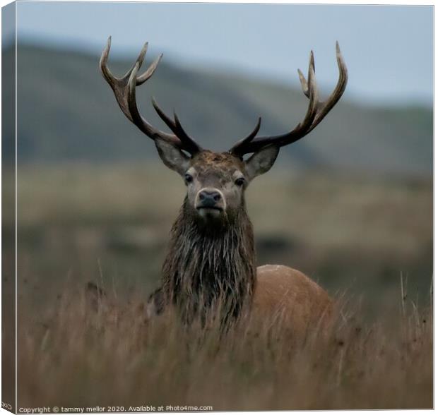Majestic Red Deer Stag in Staffordshire Moorlands Canvas Print by tammy mellor