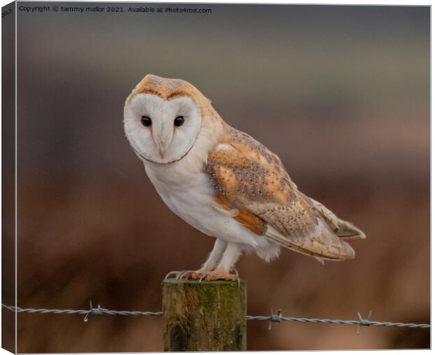 Majestic Barn Owl Canvas Print by tammy mellor