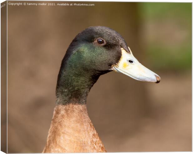 close up of  a duck Canvas Print by tammy mellor