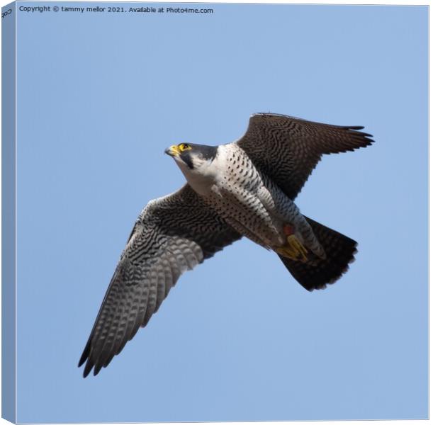 Majestic Peregrine Falcon Hunting Canvas Print by tammy mellor