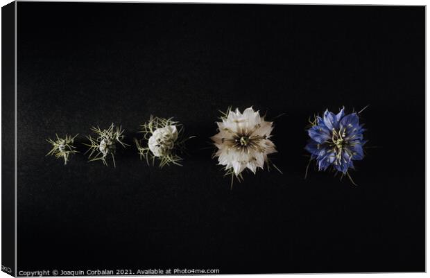 Progression of a flower in phases and stages from its bud to its Canvas Print by Joaquin Corbalan