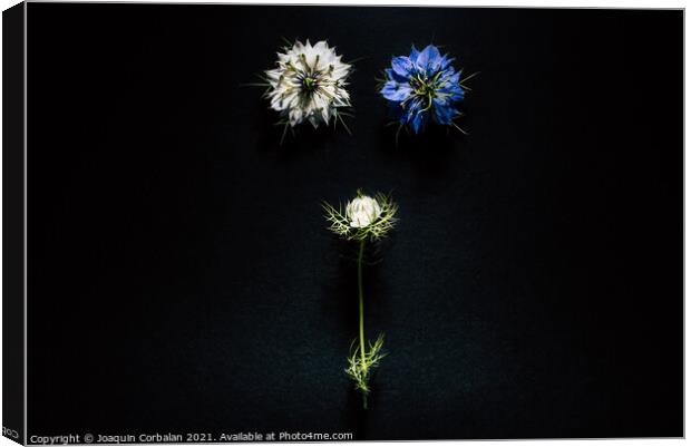 Artistic composition of wild flowers isolated on black backgroun Canvas Print by Joaquin Corbalan