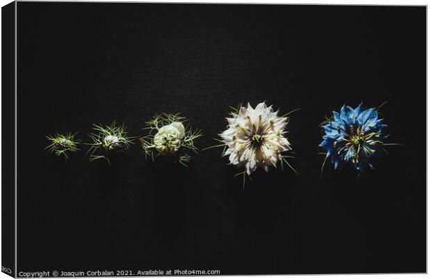 Elegant artistic backdrop of flowers isolated on black backgroun Canvas Print by Joaquin Corbalan