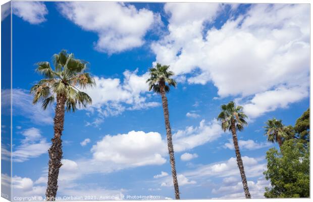 Tropical palm trees in the background of a blue sky with summery Canvas Print by Joaquin Corbalan