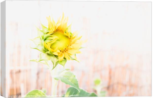 A garden dwarf sunflower with a diaphanous background Canvas Print by Joaquin Corbalan