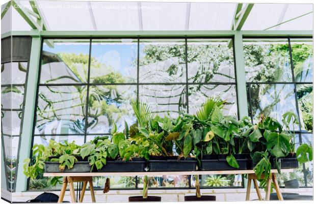 Indoor plants grown in a very bright home greenhouse. Canvas Print by Joaquin Corbalan