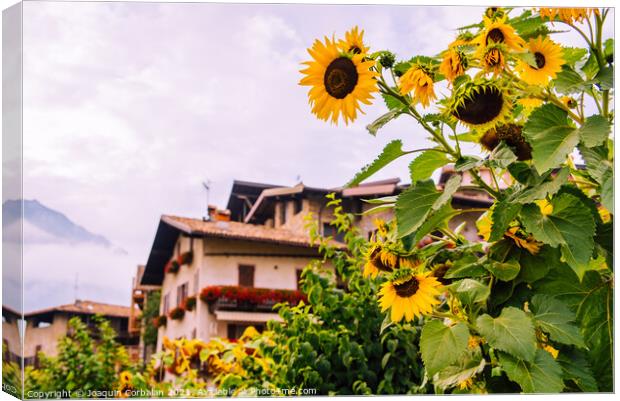 Wild sunflowers adorn a country lane in the Italian Alps, with s Canvas Print by Joaquin Corbalan