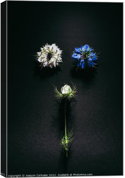 Delicate flowers viewed from above in flat lay isolated on black Canvas Print by Joaquin Corbalan