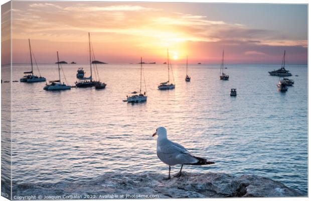Seagull perched on a cliff watches the boats anchored in the bay Canvas Print by Joaquin Corbalan