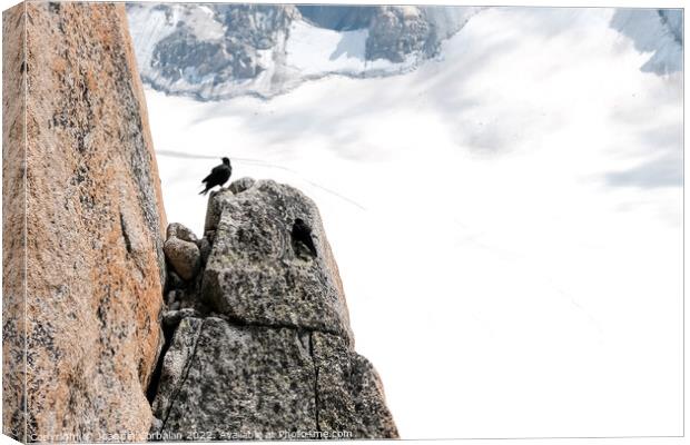A raven resting on a rock in an alpine mountain. Canvas Print by Joaquin Corbalan