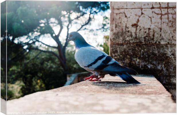 A solitary city pigeon rests undisturbed in a garden. Canvas Print by Joaquin Corbalan