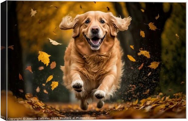 A beautiful golden retriever dog running through t Canvas Print by Joaquin Corbalan