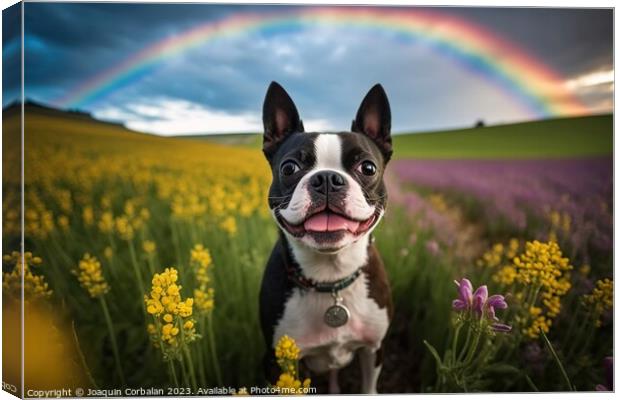 A dog breed Boston Terrier in a meadow. Ai generat Canvas Print by Joaquin Corbalan