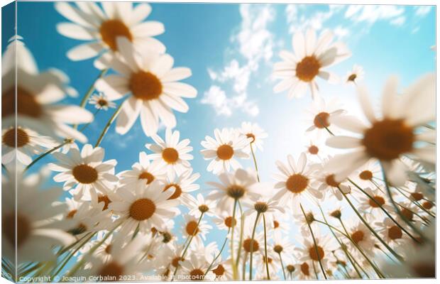 Blooming daisies, seen from below in wide angle. A Canvas Print by Joaquin Corbalan