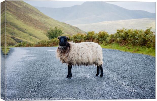 Blackface Irish Mountain Sheep, next to a road. Canvas Print by Joaquin Corbalan