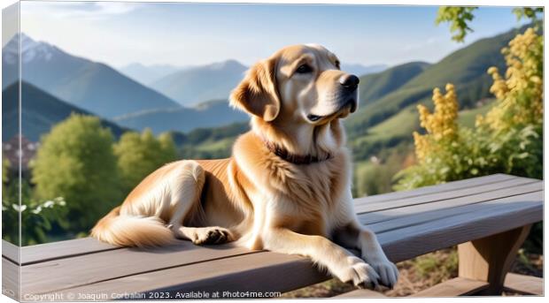 Golden retriever dog rests in a meadow with high a Canvas Print by Joaquin Corbalan