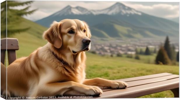Golden retriever dog rests in a meadow with high a Canvas Print by Joaquin Corbalan