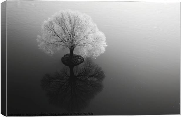 Artistic work, a tree in infrared, solitary in a strange perspective. Canvas Print by Joaquin Corbalan