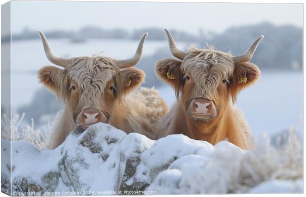 Two graceful Highland cattle stand side by side in Canvas Print by Joaquin Corbalan