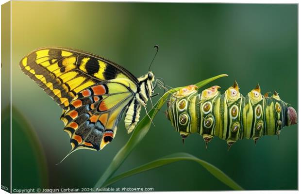 A colorful butterfly sitting on a vibrant green pl Canvas Print by Joaquin Corbalan