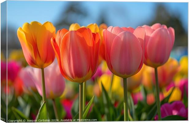 Tulips are an industry at risk in the Netherlands due to lack of water. Canvas Print by Joaquin Corbalan