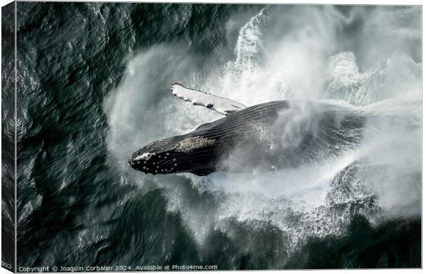 Aerial view of a humpback whale creating a splash in the ocean. Canvas Print by Joaquin Corbalan