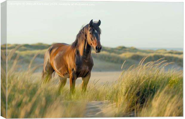 A proud bay stallion standing on a grassy field in North Sea. Canvas Print by Joaquin Corbalan