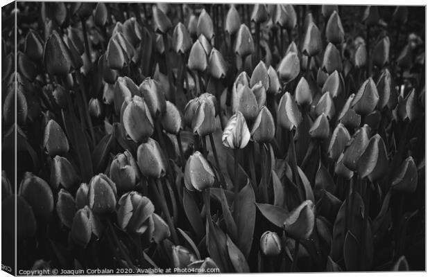 Flowers of tulips in black and white. Canvas Print by Joaquin Corbalan