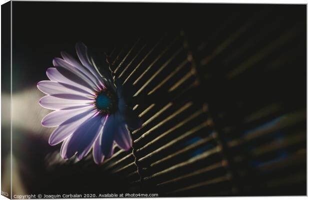 Soft and pink daisies against backlight on a wooden background. Canvas Print by Joaquin Corbalan