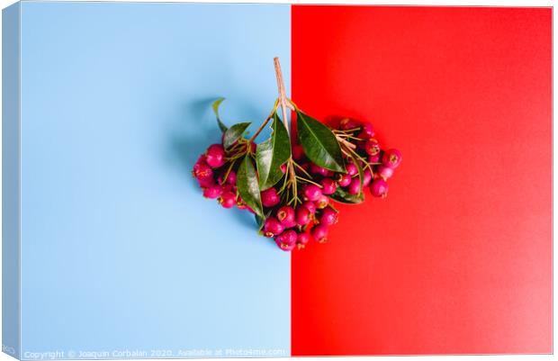 Bouquet of purple autumnal fruits isolated on a red and blue background. Canvas Print by Joaquin Corbalan