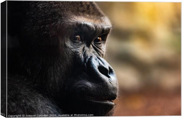 Male western gorilla looking around, Gorilla Canvas Print by Joaquin Corbalan